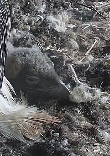 Unterm Federkleid von Mama02.04.24