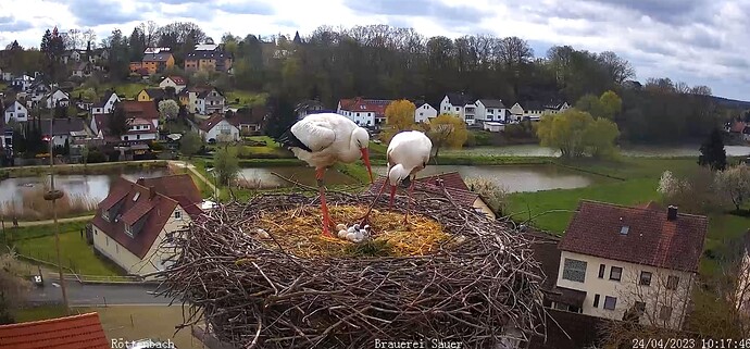 2023-04-24 10_18_57-Storchen-Webcam (Röttenbacher Storchennest) – Gemeinde Röttenbach und 6 weitere