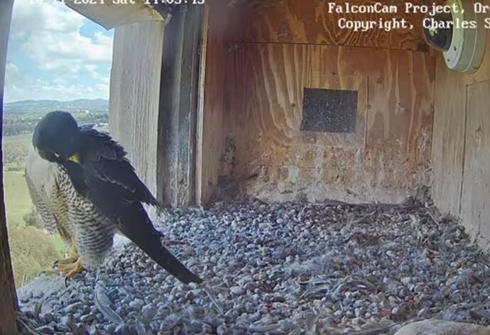 Screenshot_20241116_040401_Chrome