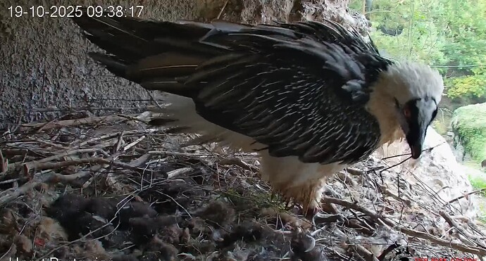 H bringt Mobiliar 19.10.25