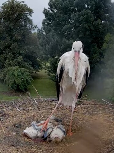 Screenshot_20250626-183902_Chrome