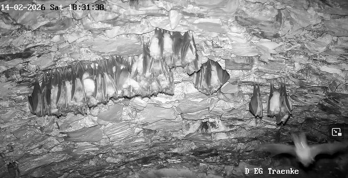 2026-02-14_1 ab 18.00 Langohr 3