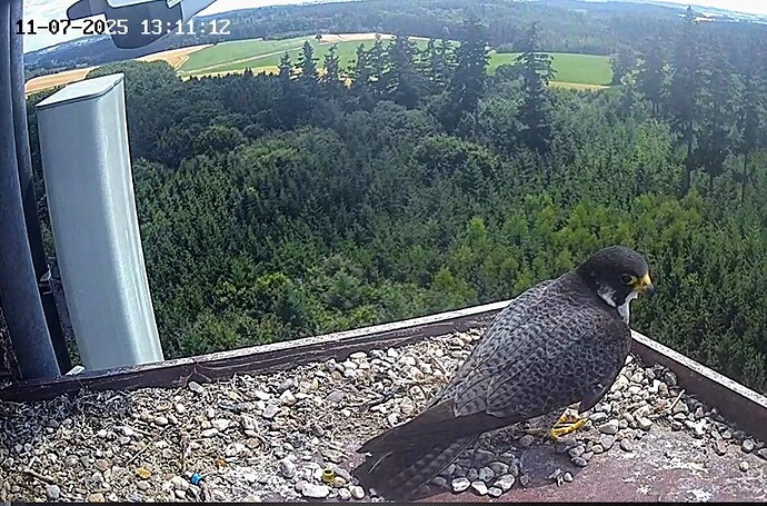 Screenshot_2025-07-11-13-11-17-316_com.android.chrome