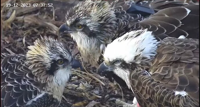 Screenshot_20231218_221749_YouTube