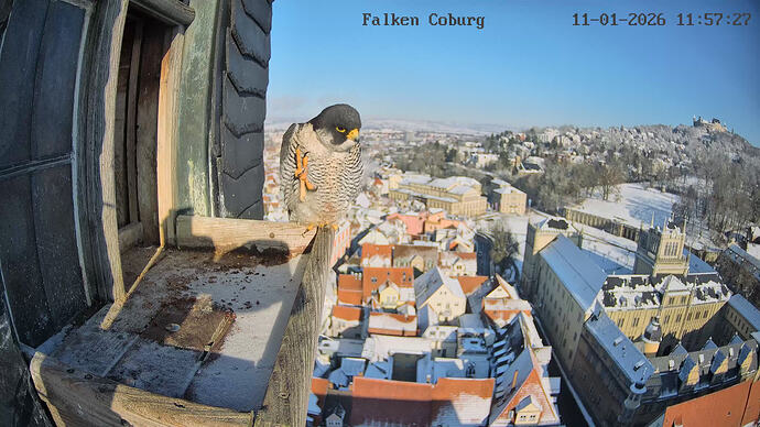 CAM3_Camera1_CAM3_20260111115727_124284