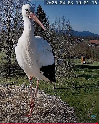 storchi