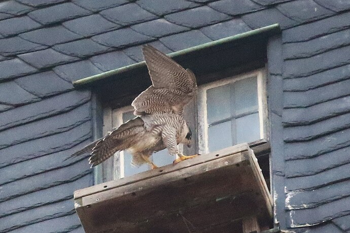 Wanda sucht Falco 5