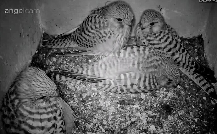 Screenshot_2025-07-11-21-59-55-349_com.android.chrome