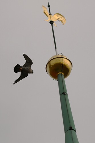 Falco Flug 2