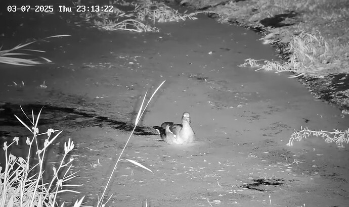 Screenshot_20250703_231533_YouTube