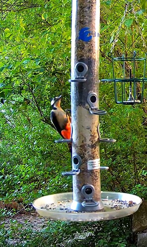 buntspecht in der abendsonne