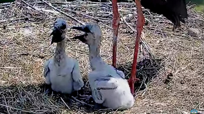 Screenshot_2025-06-18-15-29-07-715_com.google.android.youtube