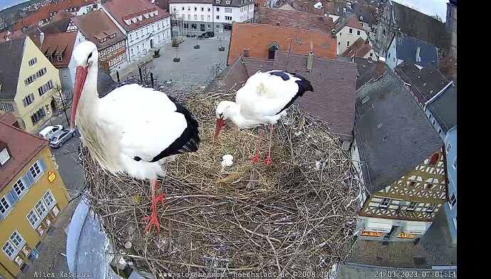 Bild