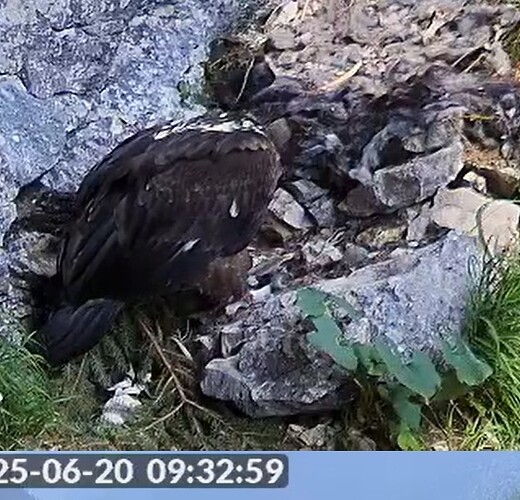 G. bearbeitet Knochen 1 20.06.25