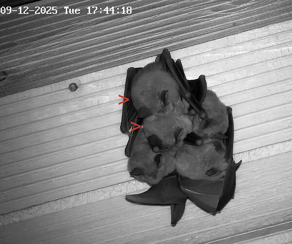 Vollbildaufzeichnung 09.12.2025 174418