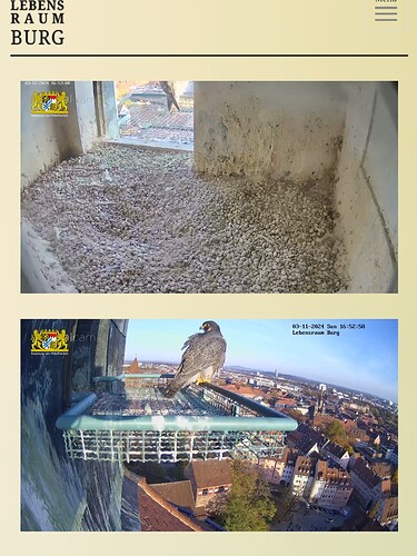 Screenshot_20241103_155319_Chrome