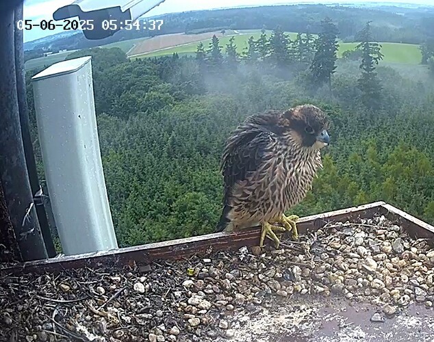 Screenshot_20250605_055432_Samsung Internet