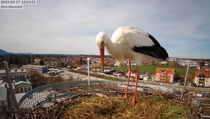 2023-03-17 14_04_41-LIVE Storchennest Freilassing - YouTube und 4 weitere Seiten - Persönlich – Micr