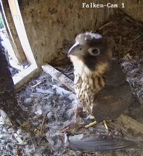 Screenshot_20250518_082134_Samsung Internet