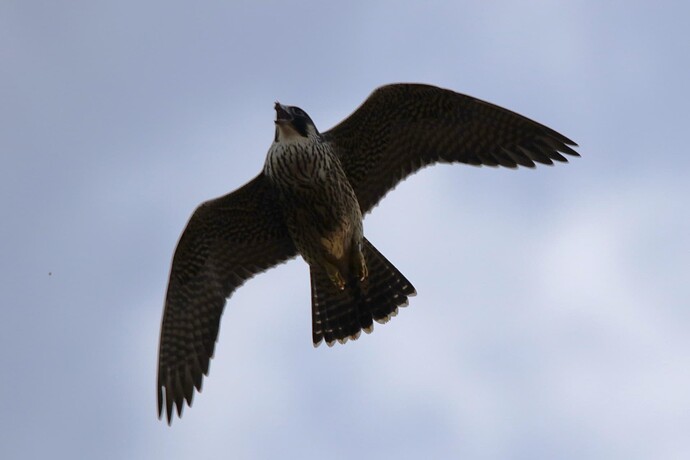 Nummer 3 Flug 4