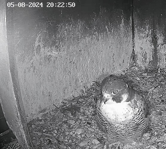 Screenshot_2024-08-05-21-19-07-318_com.android.chrome