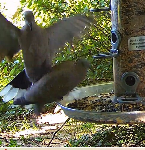 Tüta, Landung verpatzt 18.07.24