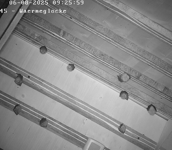 20250608 WäGlo Banzerhaus 9 Rhip