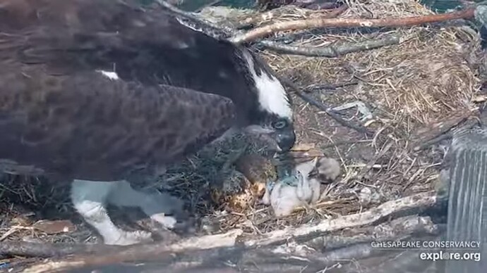osch_230618_Audrey_1ch2eggs