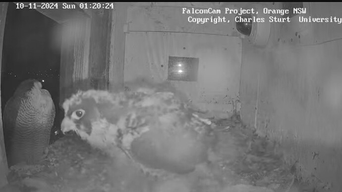 Screenshot_20241109_152041_Chrome