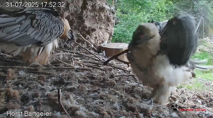 Screenshot_20250731-175340~2