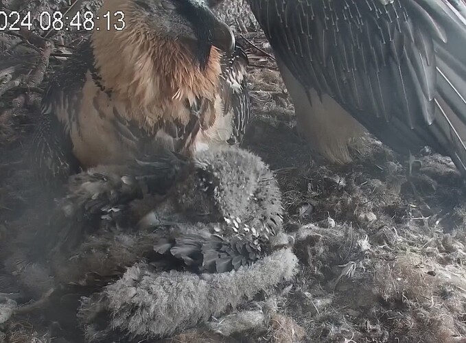 Schlafen wie ein Großer 22.04.24.