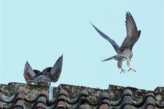 Jungfalke abends 14a
