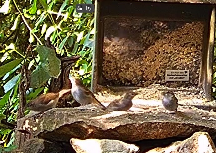 Spatzentreffen am Silo 26.06.24