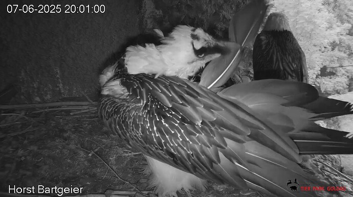 Hans treibt Gefiederpflege 07.06.25