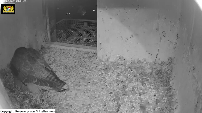 wfn_230228_2egg