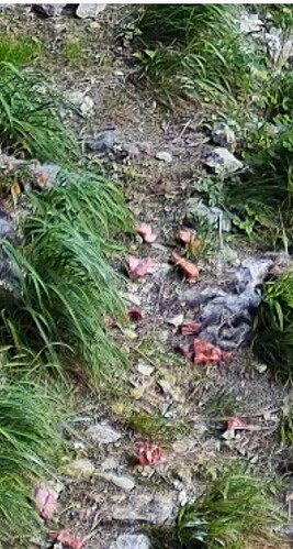 Screenshot_20250614-194236_Firefox