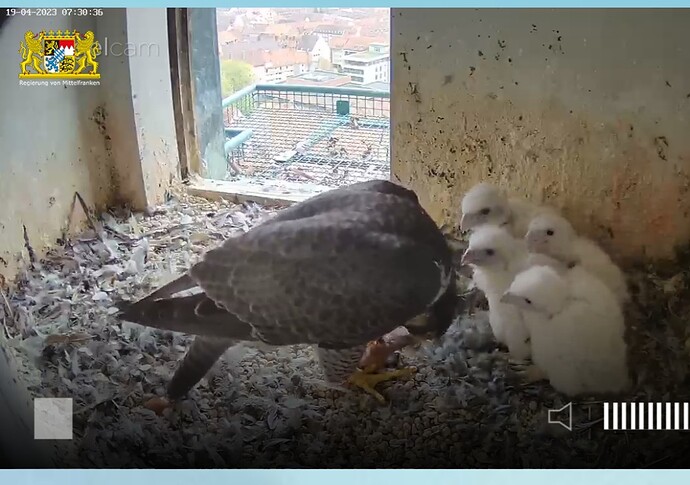 Screenshot_20230419_073100_Chrome