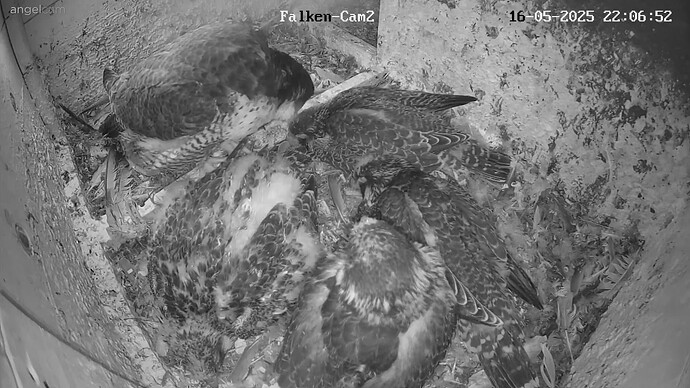 Köpfchen zusammen 2