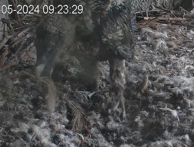 Den Horst aufräumen 09.05.24