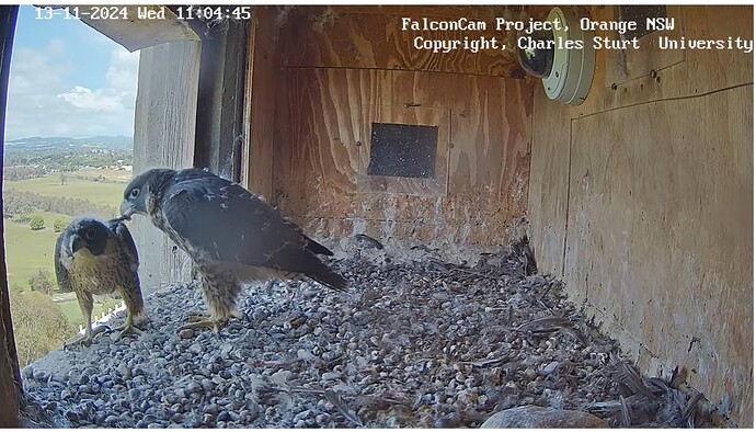 Screenshot 2024-11-13 110821