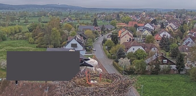 2023-04-28 08_08_56-Storcheninfo & Storchen-Kamera - altmuehlsee-lbvs Webseite! und 2 weitere Seiten