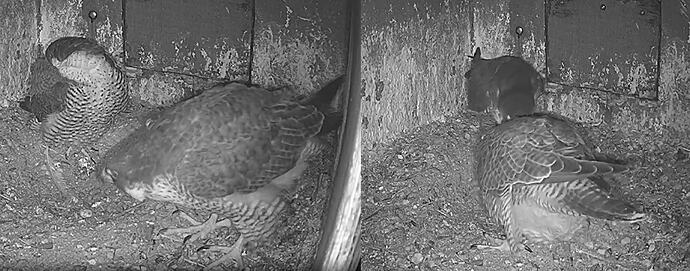 nächtliches Bonding