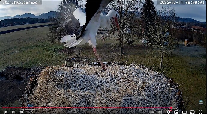 touchdown
