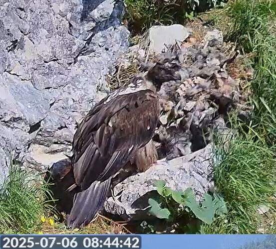 Generl im Nest 06.07.25