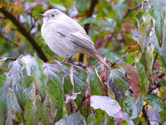 P1030481 - Kopie (2)