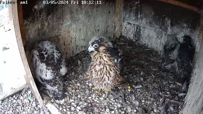 falken fellbach 030524