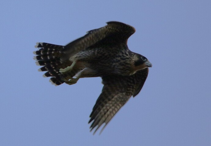 Jungfalke startet 2