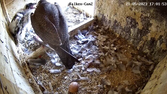 Screenshot_20230521_170228_Chrome