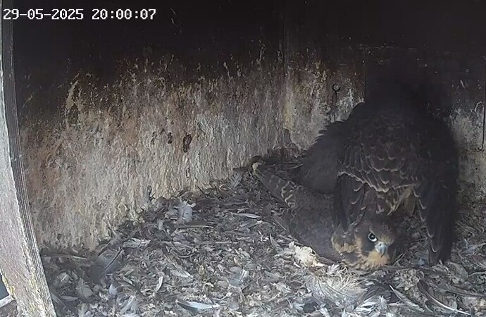 Screenshot_20250529_205502_Chrome