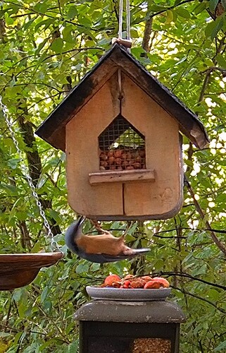 Kleiberfrühstück 26.9.25